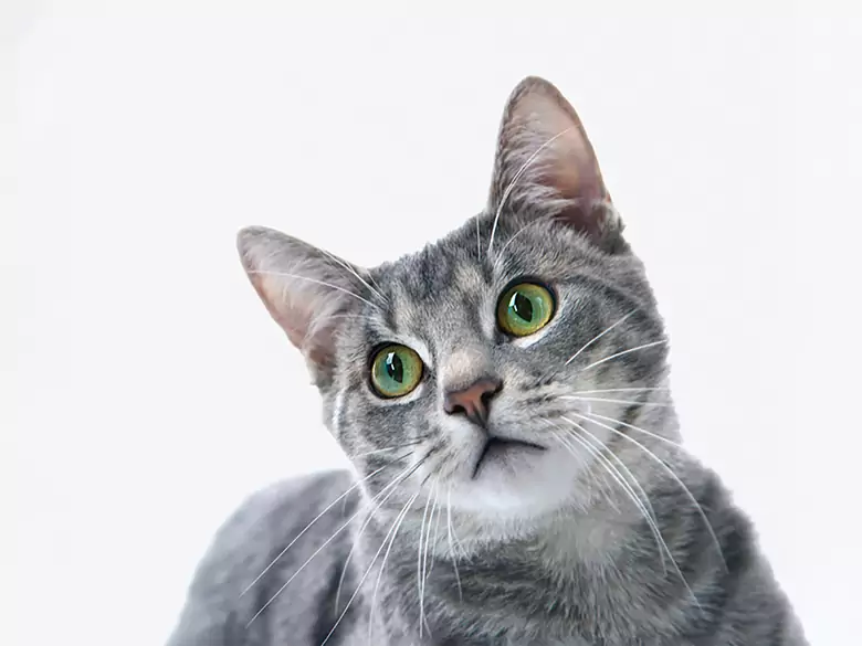 Toxoplasmose-Infektion - Ursachen, Symptome, Diagnose, Behandlung