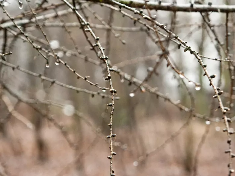 Das Glühwürmchen - warum schadet es Ihrer Gesundheit?