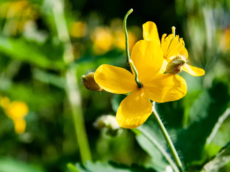 Kräuter bei der Behandlung von Frauenleiden