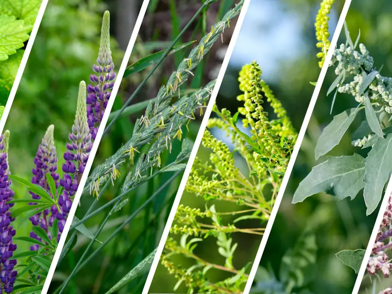 AleAlert: Pollenflug von Brennnessel, Lupine, Quecke, Ambrosia, Gänsefuß und Beifuß im September