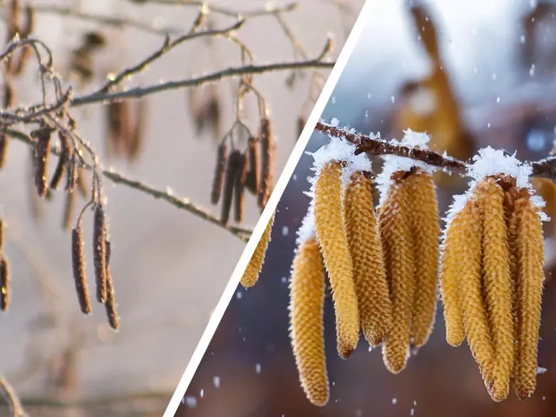 AleAlert: Pollenflug von Haselnuss und Erle im Januar