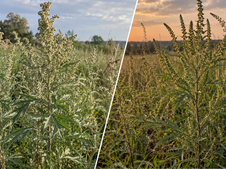 AleAlert: Ambrosia und Beifuß sind die Hauptallergene im September