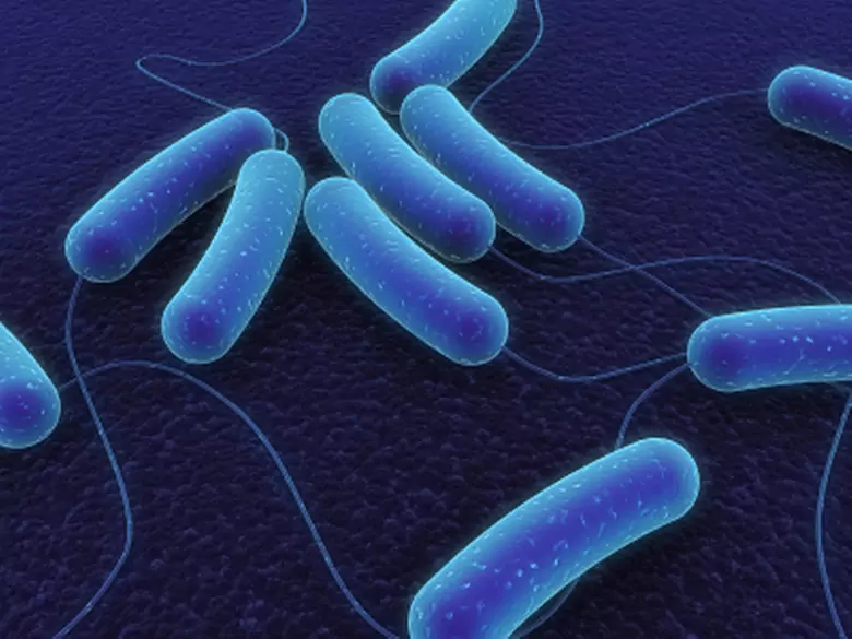 Intestinale Candidose - Pathogenität von Hefen
