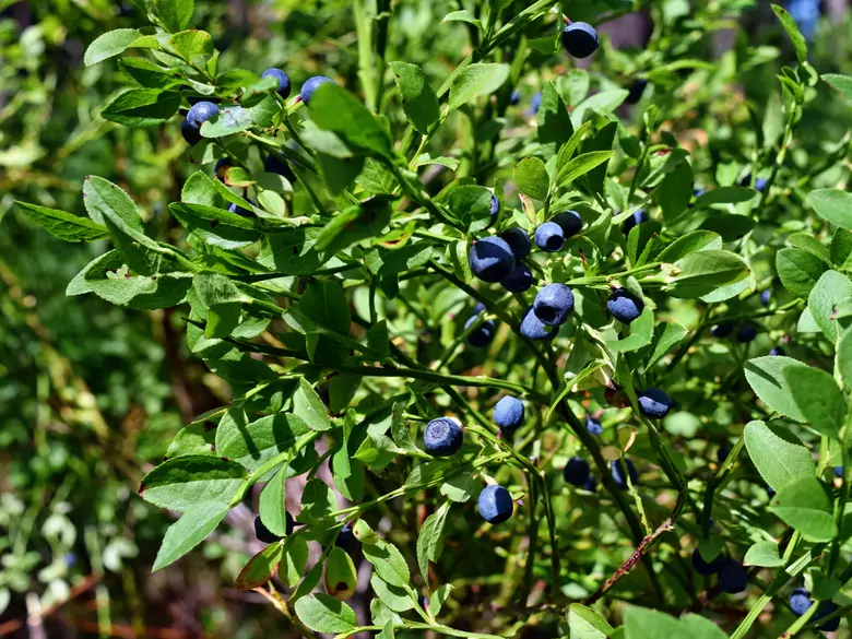 Welche Vorteile hat der Verzehr von Blaubeeren?