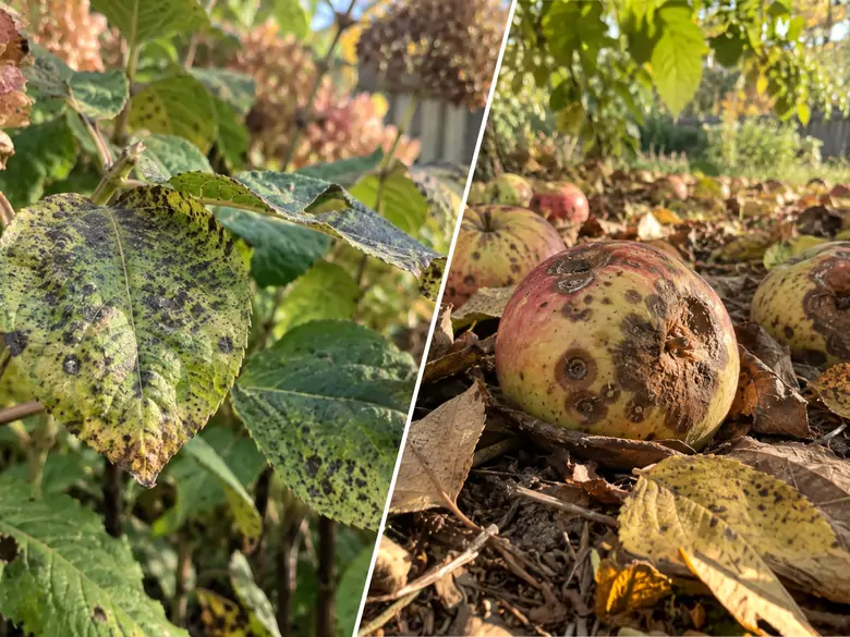 AleAlert: Cladosporium und Alternaria lassen auch im September nicht nach