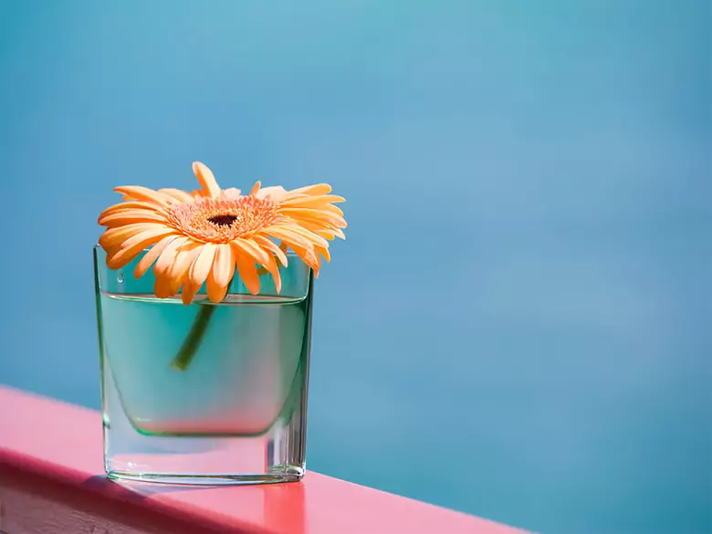 Was macht man mit Hausblumen während der Feiertage?