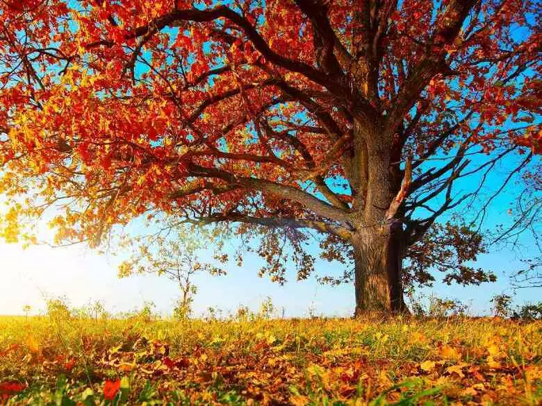 Pflegen Sie Ihre Immunität im Herbst