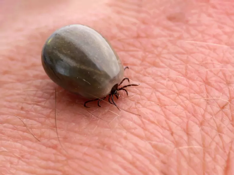 Borreliose und das Risiko von psychischen Störungen und Selbstmord