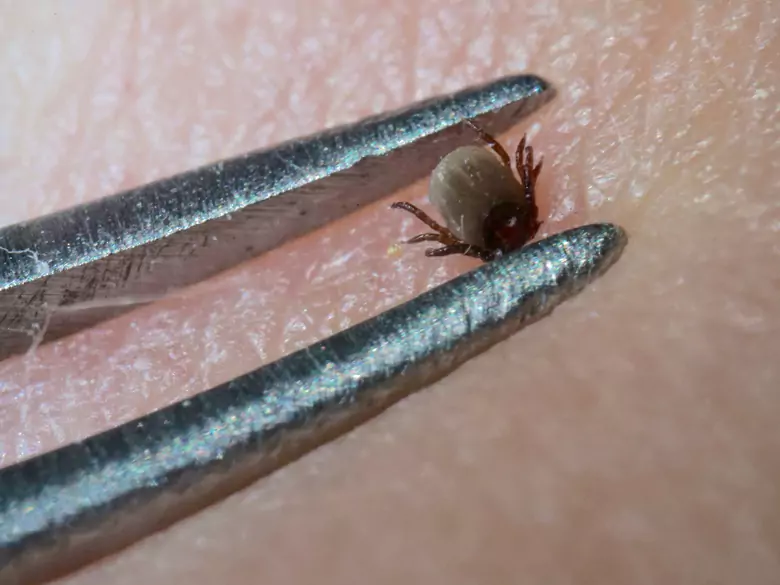 Übertragen Zecken die Lyme-Borreliose?