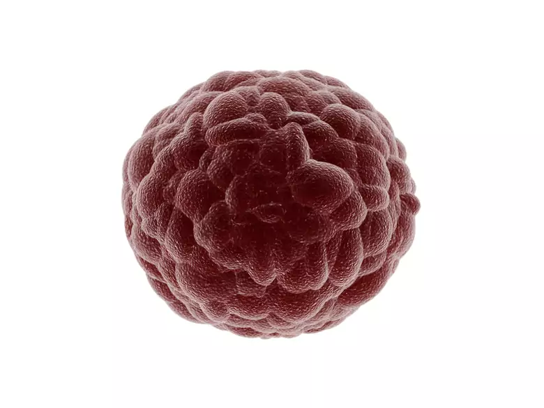 Ein weiterer Mechanismus, mit dem Krebse das Immunsystem täuschen, wurde entdeckt