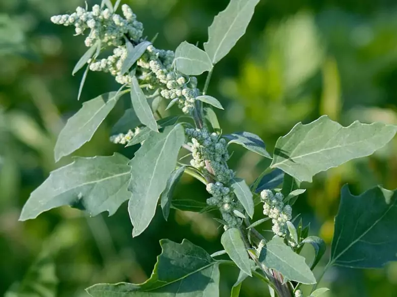 AleAlert: Quinoa-Pollenflug im Juli