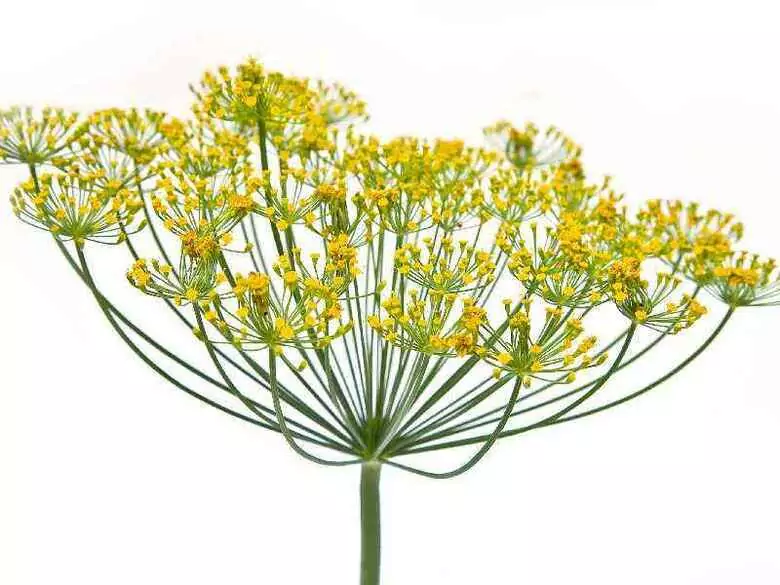 Kräutermedizin - Magie oder Wahrheit? Teil II.