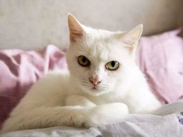 Zoonosen, die Menschen befallen - sind sie gefährlich?