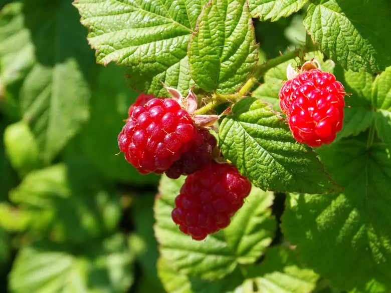 Was sind die Vorteile des Verzehrs von Himbeeren?