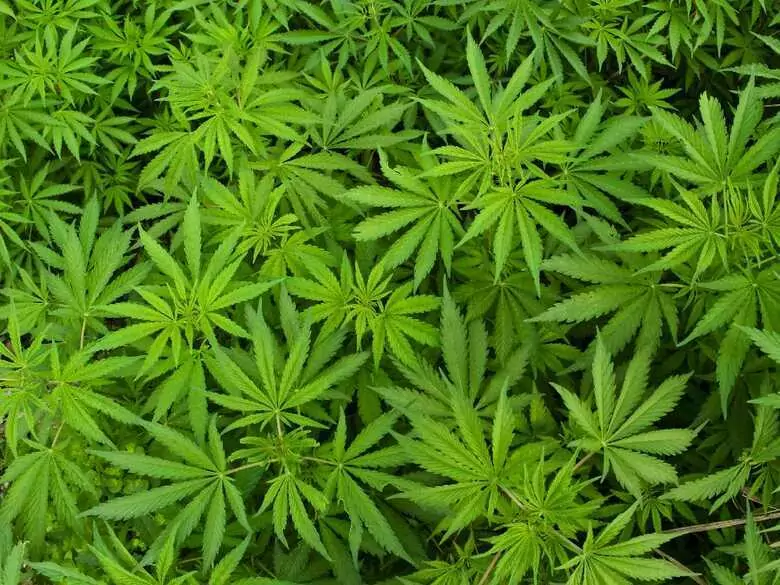 Cannabinoide ('medizinisches Cannabis') bei der Behandlung von Krankheiten - aktueller Stand und Ausblick, Teil 2.