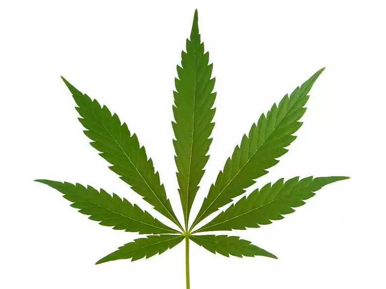 Cannabinoide ('medizinisches Cannabis') bei der Behandlung von Krankheiten - aktueller Stand und Ausblick, Teil 3.