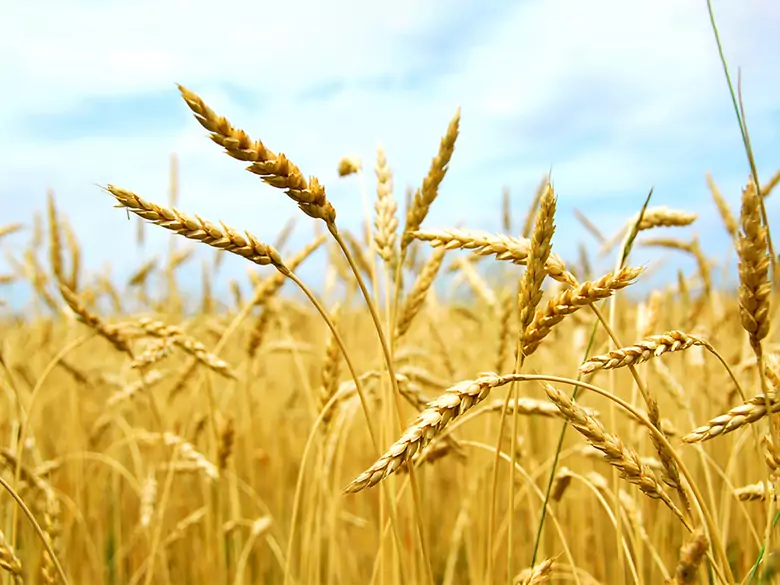 Gluten in der Ernährung von natürlich ernährten Säuglingen - Grundsätze der Einführung
