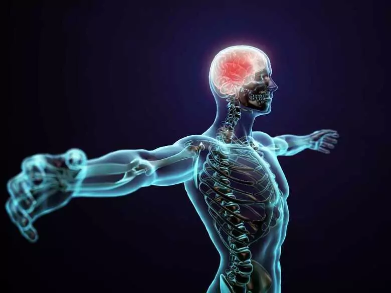 Autismus-Spektrum-Störungen treten häufiger bei Menschen auf, deren Gehirn anatomisch männlich ist?