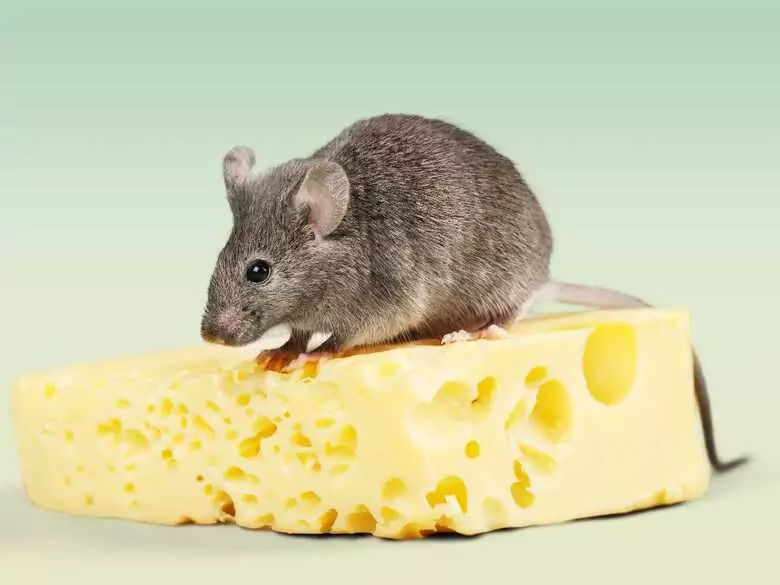 Körperliche Aktivität und das Risiko von Leberkrebs