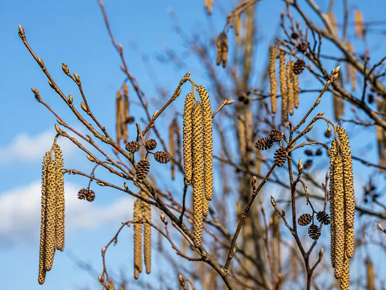 AleAlert: Verstärkte Erlenpollenbelastung im März