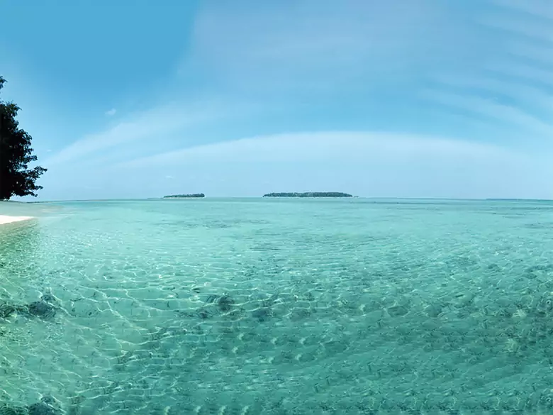 Die Auswirkungen von Meeresalgen auf unseren Körper