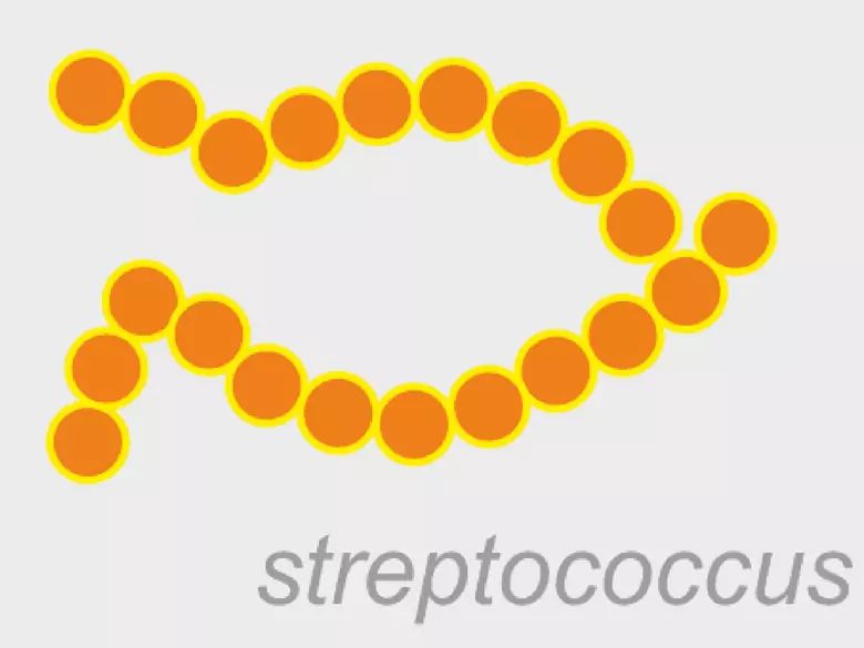 ASLLO-Test - Erhöhter Titer