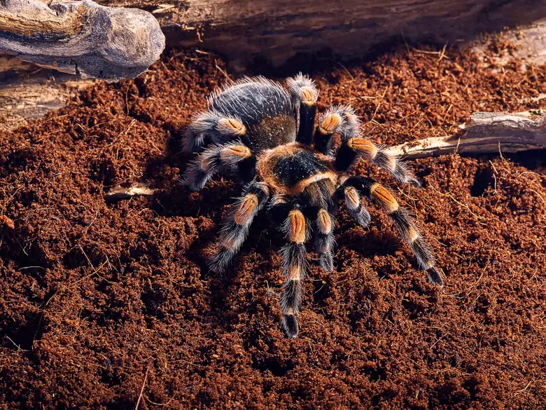 Arachnidenbisse - wann sollte man unverzüglich einen Spezialisten aufsuchen?