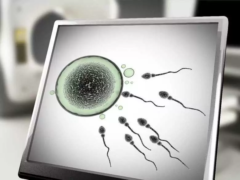 Die menschliche Evolution und Entwicklung im Zusammenhang mit der Menopause und der Selektion von Embryonen im Mutterleib