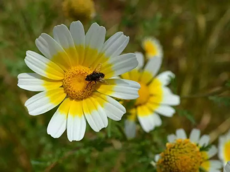 Bienenpollen - hilft er wirklich?