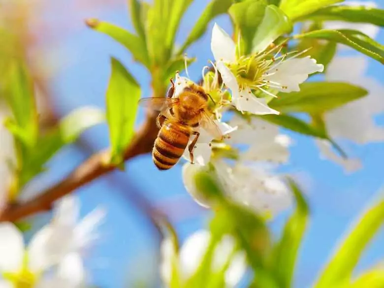 Ultherapy, d.h. die Inhalation von Luft aus dem Bienenstock