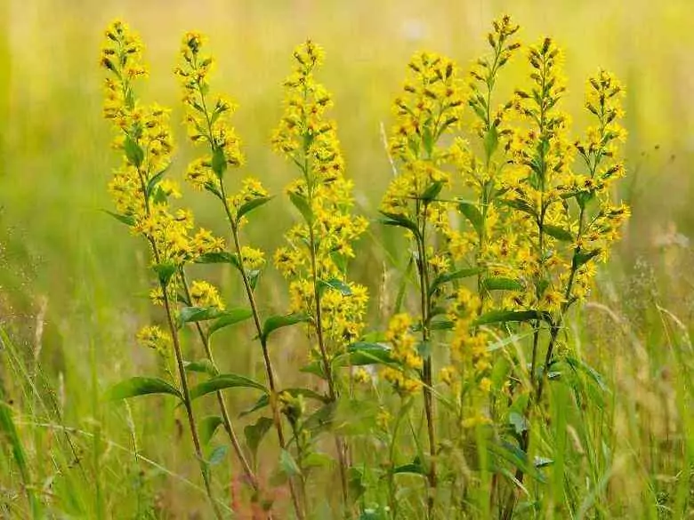 Kräutermedizin - Magie oder Wahrheit? Teil I