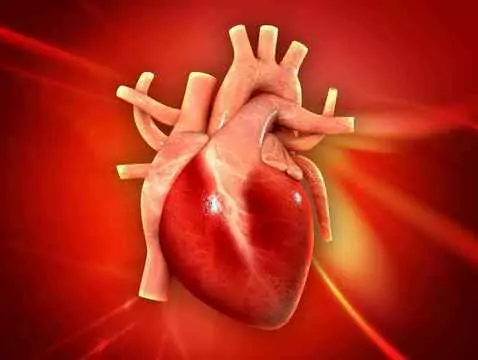 Was ist eine künstliche Herz-Lunge?