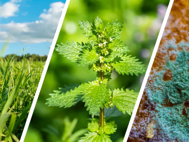 AleAlert: Pollenflug von Gräsern, Brennnesseln, Cladosporium und Alternaria im Juli