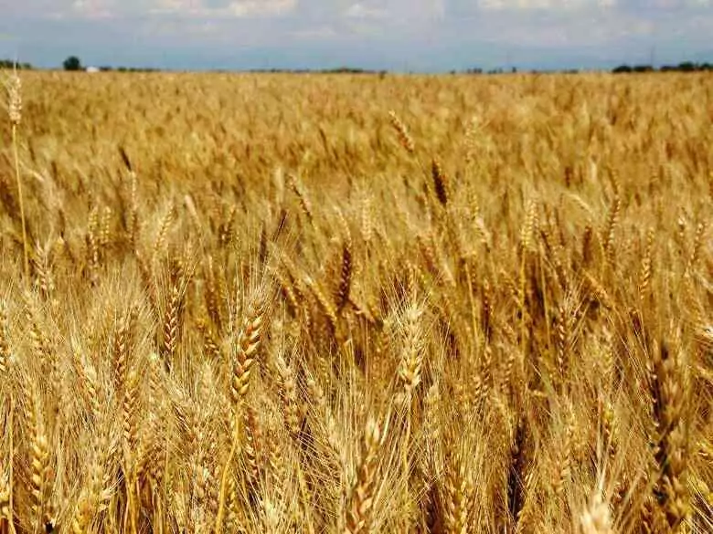 Betaglucane - Eigenschaften der löslichen Fraktion von Ballaststoffen