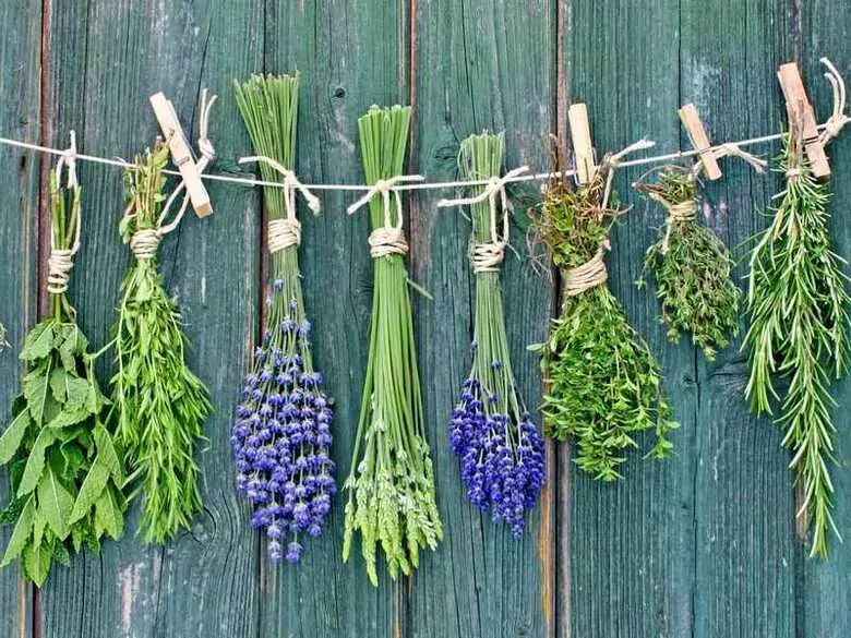 Interessante Tatsache über Sternanis